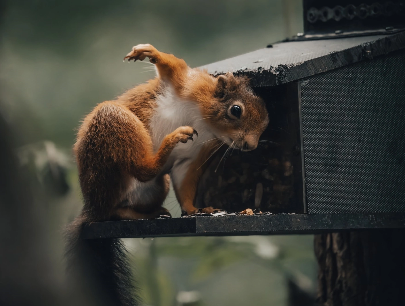 Eichhörnchen auf einem Baum